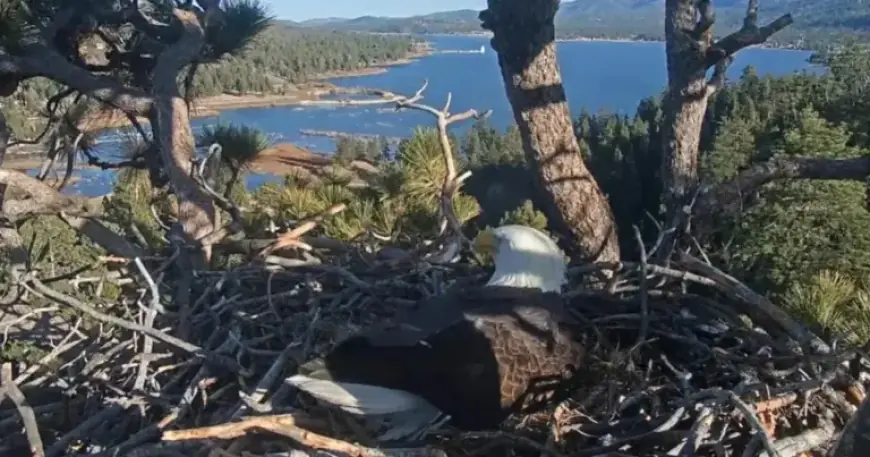 Jackie and Shadow’s Bald Eagle Eggs Tragically Lost at Big Bear