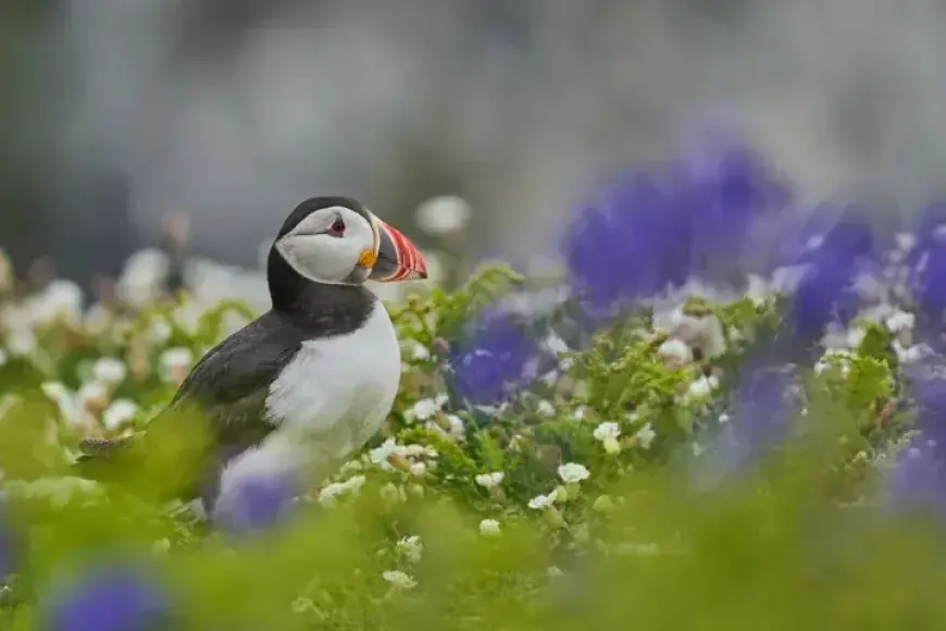 Remote Island Seeks Puffin Counters: Discover Your Dream Job Opportunity
