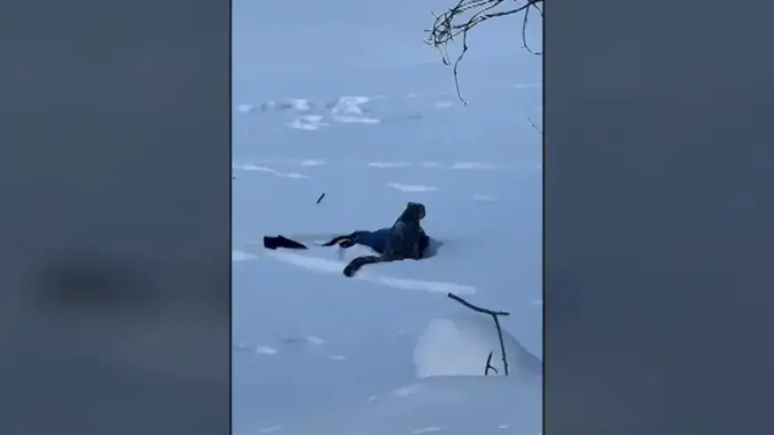 Snow Leopard Attacks Tourist Attempting Photo in China