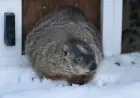 Groundhog Day 2026: Willie and Fred Predict Spring, Sam Absent