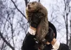 Groundhog Day 2026: Punxsutawney Phil calls for six more weeks of winter