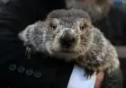 Punxsutawney Phil’s Winter Forecast Shines in Groundhog Day Spotlight