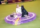 Watching the 2026 Westminster Dog Show: A Complete Guide