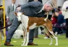 Seven Dogs Vie for Top Prize at Westminster Show