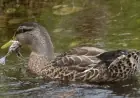 DoC Shocked as Ducks Captured Eating Native Chicks Alive