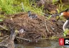 Ducks Euthanized After Preying on Native Pūteketeke Chicks