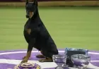 Doberman Pinscher Penny Triumphs at 150th Westminster Dog Show
