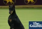 Doberman Penny Wins Best in Show; Catherine O’Hara Honored at Westminster
