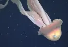 Giant Phantom Jelly Sighting Off Argentina Captured on Deep-Sea Video, Renewing Questions About One of the Ocean’s Rarest Giants