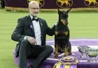 Westminster Dog Show 2026: Penny the Doberman Wins Best in Show as a Chesapeake Bay Retriever Takes Reserve in a Landmark 150th Year