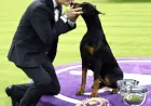 Doberman Pinscher Penny Triumphs at Westminster Kennel Club’s Best in Show