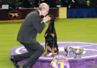 Top Finalists Shine at 2026 Westminster Dog Show