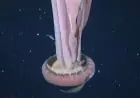 Giant Phantom Jellyfish Spotted Off Argentina Rekindles Deep-Sea “Ghost” Mystery as New Footage Shows a Rare Giant Drifting Near the Twilight Zone