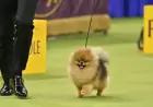 Living Among 33 Pomeranians and Thousands of Other Dogs