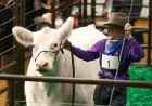 Grand Champion Steer White Castle Breaks Record with $550,000 Sale