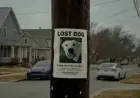 Creative Community Critiques Ring’s Ad for Failing Dog Rescue Message