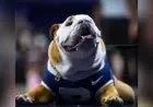 Butler’s Beloved Mascot Blue IV Retires from Public Appearances