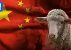 Wool Prices Surge Before Unprecedented Chinese New Year Break