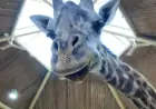 Toronto Zoo’s Kiko the Giraffe Dies from Cardiac Failure, Postmortem Reveals