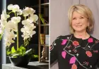 Martha Stewart Curates Stunning Orchids as Artful, Long-Lasting Floral Arrangements