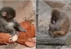 Punch The Monkey: Abandoned Baby Macaque Clings to Stuffed Orangutan and Draws Crowds