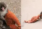 Punch The Monkey: Rejected Baby Macaque Clings to Cuddly Orangutan Toy and Wins Global Attention