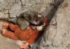 Punch Monkey: Abandoned Baby Macaque Finds Comfort, Fans and New Milestones