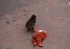 Baby Monkey Punch warms up to other macaques after clutching stuffed orangutan