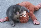 Punch the Monkey: The Viral Baby Macaque From Japan Who United the Internet