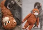 Punch the Monkey: Japan's Viral Baby Macaque and His IKEA Plush Are Winning the Internet in 2026