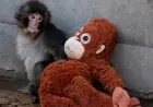 Punch the Monkey Japan: The Viral Baby Macaque With an IKEA Stuffed Animal Has the World Rooting for Him