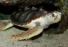 Cape Verde nesting study: loggerhead turtles face four-pronged threats from warming seas