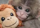 Punch The Monkey Update: Viral Macaque Punch Shows Signs of Social Progress as Plush Toy Frenzy Spreads