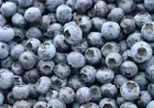 Blueberry Recall 2026 Nears Class 1 Level After 55,689 Pounds Flagged for Listeria