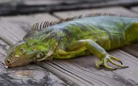 Iguanas Drop from Trees in Florida Amid Southern U.S. Cold Snap