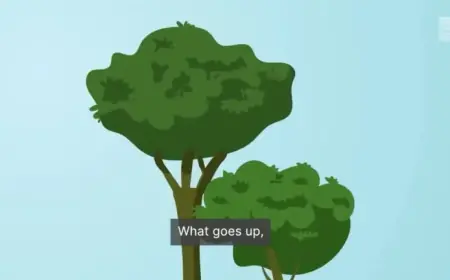 Florida’s Extreme Weather Impacts Both Humans and Iguanas