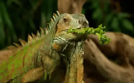 Rare Freeze Allows Collection of Stunned Invasive Iguanas in State