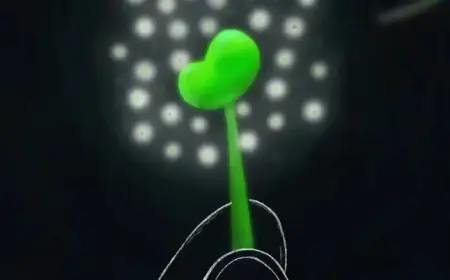 Donate a Kidney, Make a Lifesaving Impact: An Opinion