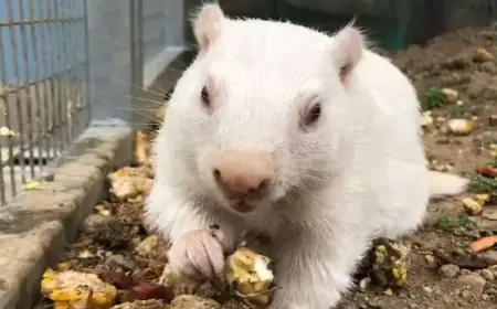 Groundhogs and Lobster Set to Predict Winter’s Duration