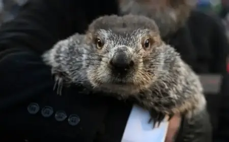 Punxsutawney Phil’s Winter Forecast Shines in Groundhog Day Spotlight