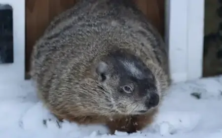 Willie and Fred to Predict Spring 2026, Sam Absent at Groundhog Day