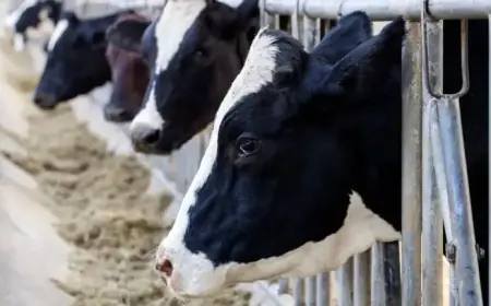 Dairy Prices in Grocery Stores Rise by 2-3%