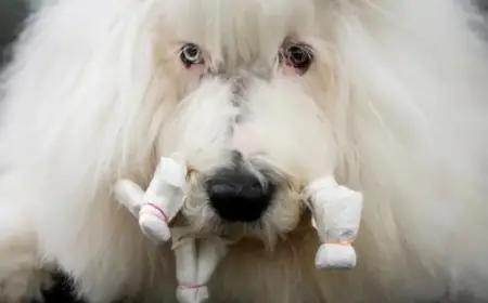 Westminster Kennel Club Marks 150th Annual Dog Show Celebration