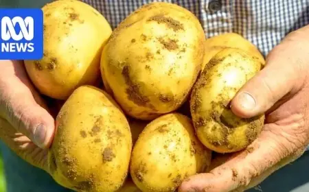 Zerella Expands with New Potato Farm in Northern Territory