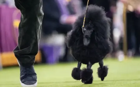 Westminster Show Strengthens Couples’ Bonds Through Dogs