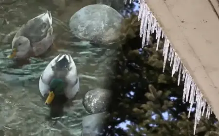 Mild Temperatures Until Tomorrow, Harsh Cold Returns Friday