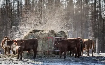 Canada Restarts Beef Exports to China Amid Low Cattle Supply