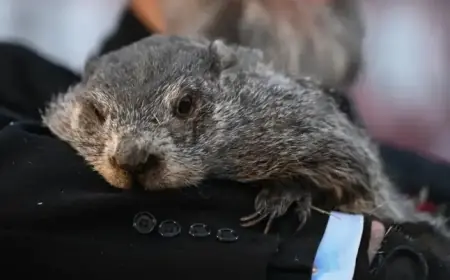 Punxsutawney Phil Predicts Extended Winter After Seeing Shadow on Groundhog Day