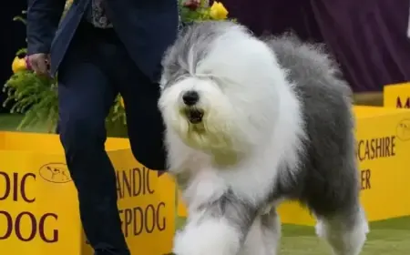 2026 Westminster Dog Show: Group Winners Announced