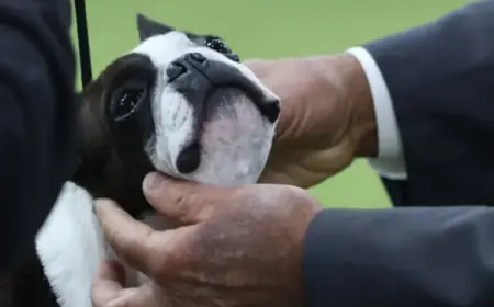Westminster Dog Show Judge Reveals Criteria for Winning Dogs